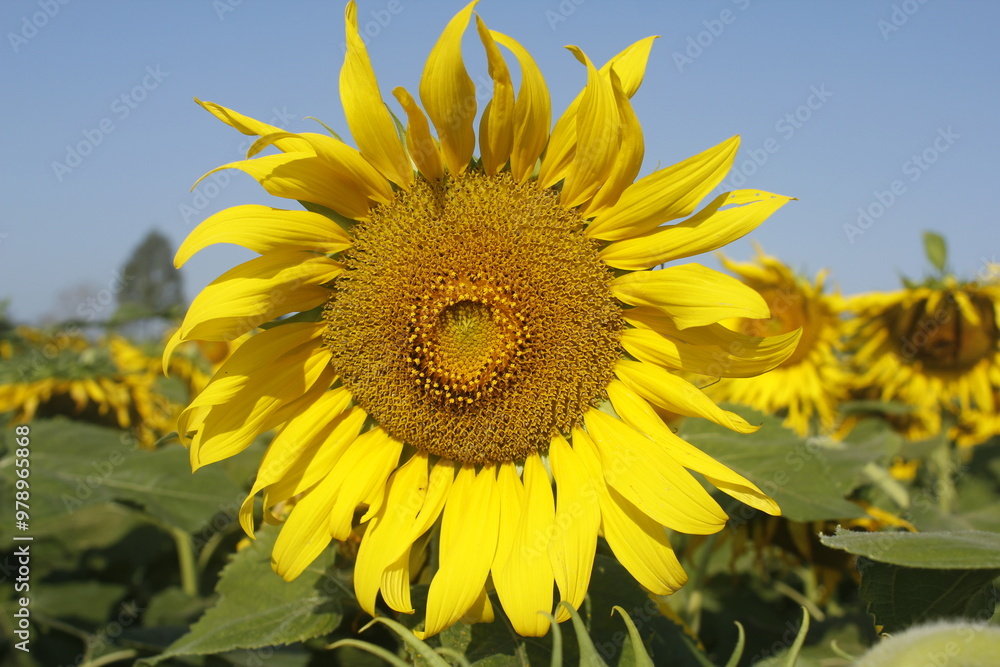 This picture features a close-up of a vibrant sunflower. The sunflower has a large, circular central disk composed of many tiny flowers, known as florets, surrounded by bright yellow petals. This picture features a close-up of a vibrant sunflower. The sunflower has a large, circular central disk composed of many tiny flowers, known as florets, surrounded by bright yellow petals.