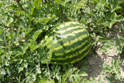 cocomero tra foglie