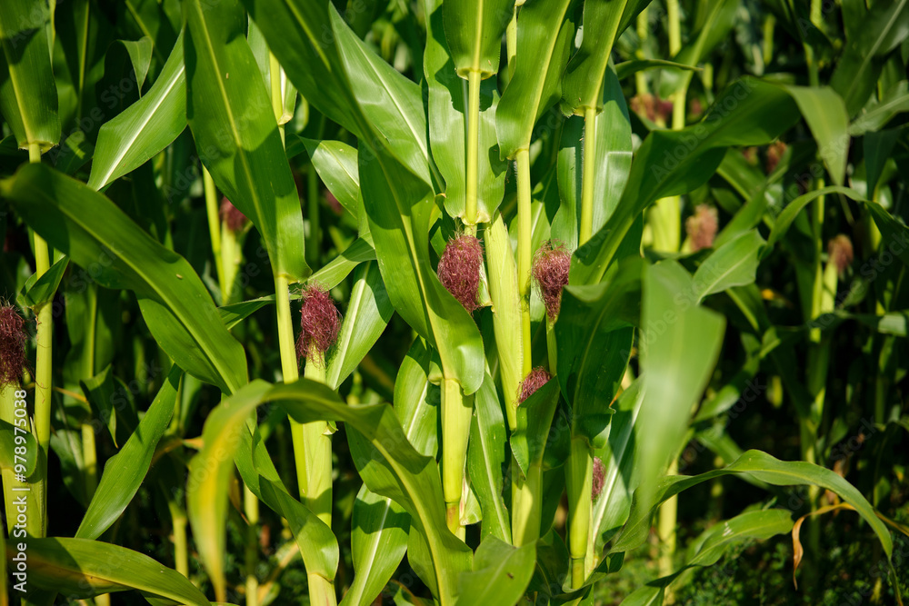 Corn field close up. Selective focus. Green Maize Corn Field Plantation in Summer Agricultural Season.