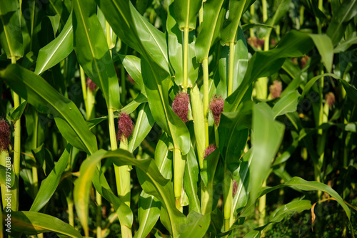 Obraz na płótnie Corn field close up. Selective focus. Green Maize Corn Field Plantation in Summer Agricultural Season. w salonie