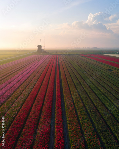 Aerial view of vibrant tulip fields with a windmill at sunrise, Ursem, Netherlands. photo