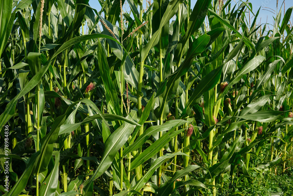 Corn field close up. Selective focus. Green Maize Corn Field Plantation in Summer Agricultural Season.