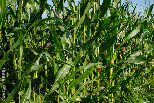 Obraz na płótnie Corn field close up. Selective focus. Green Maize Corn Field Plantation in Summer Agricultural Season. w salonie