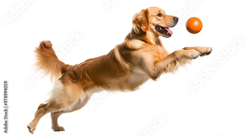 Happy golden retriever puppy playing with a ball