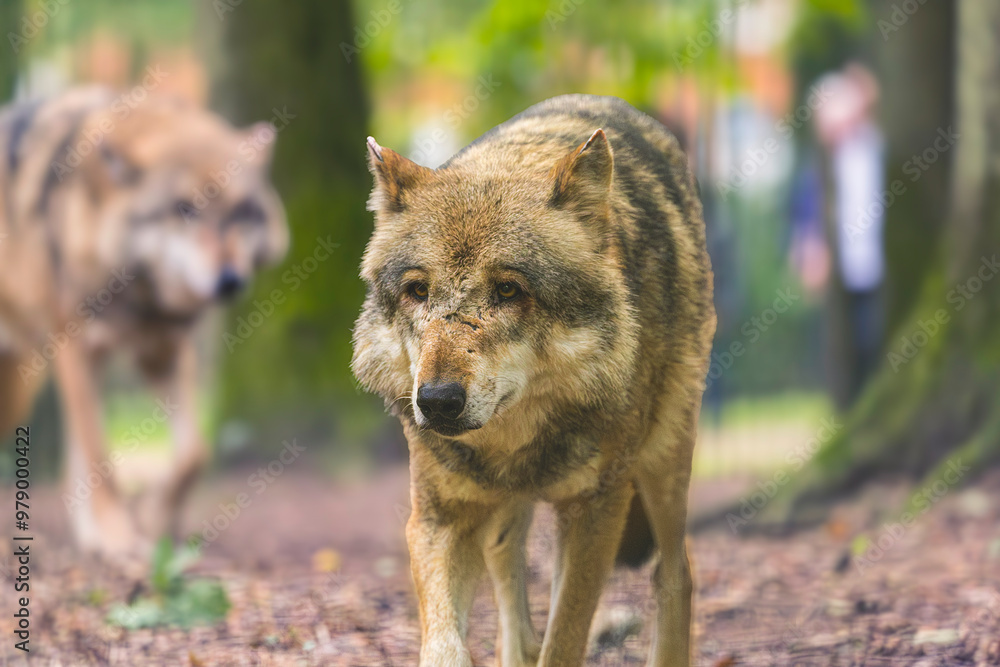 Der Wolf Der Wolf