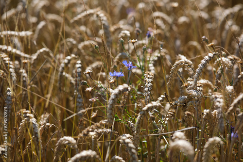 Obraz na płótnie Wild pea blossom blue flowers braiding ripe wheat ear, natural background. Ripe wheat and wild flowers close-up. w salonie