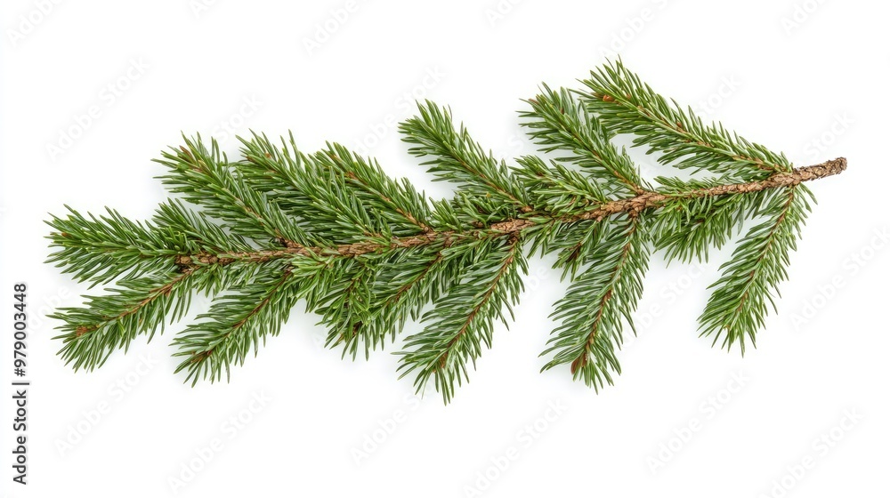 Horizontal Christmas tree branch isolated on white background Horizontal Christmas tree branch isolated on white background