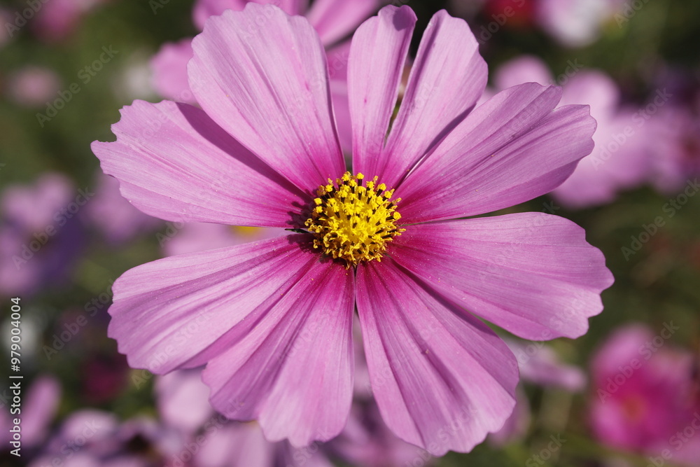 This picture shows a close-up of multiple pink flowers, possibly Cosmos flowers, in full bloom. The image captures the delicate petals and bright yellow centers of the flowers. This picture shows a close-up of multiple pink flowers, possibly Cosmos flowers, in full bloom. The image captures the delicate petals and bright yellow centers of the flowers.