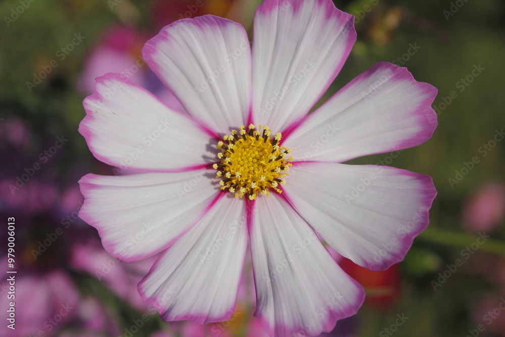 This picture shows a close-up of multiple pink flowers, possibly Cosmos flowers, in full bloom. The image captures the delicate petals and bright yellow centers of the flowers. This picture shows a close-up of multiple pink flowers, possibly Cosmos flowers, in full bloom. The image captures the delicate petals and bright yellow centers of the flowers.