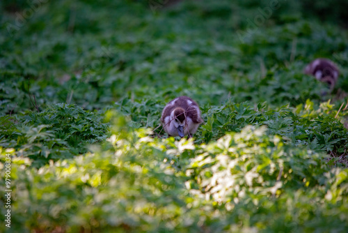 Junge Nil Gänse im Gras