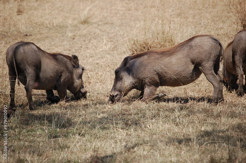 warthog grazing in the Serengeti national park warthog grazing in the Serengeti national park