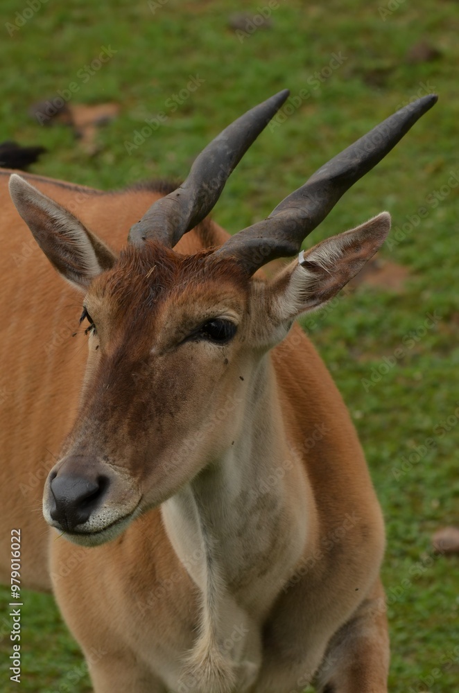 deer in the forest, deer in meadow, deer in national park deer in the forest, deer in meadow, deer in national park