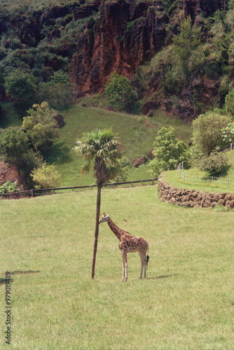 Photography Giraffe in the wild
