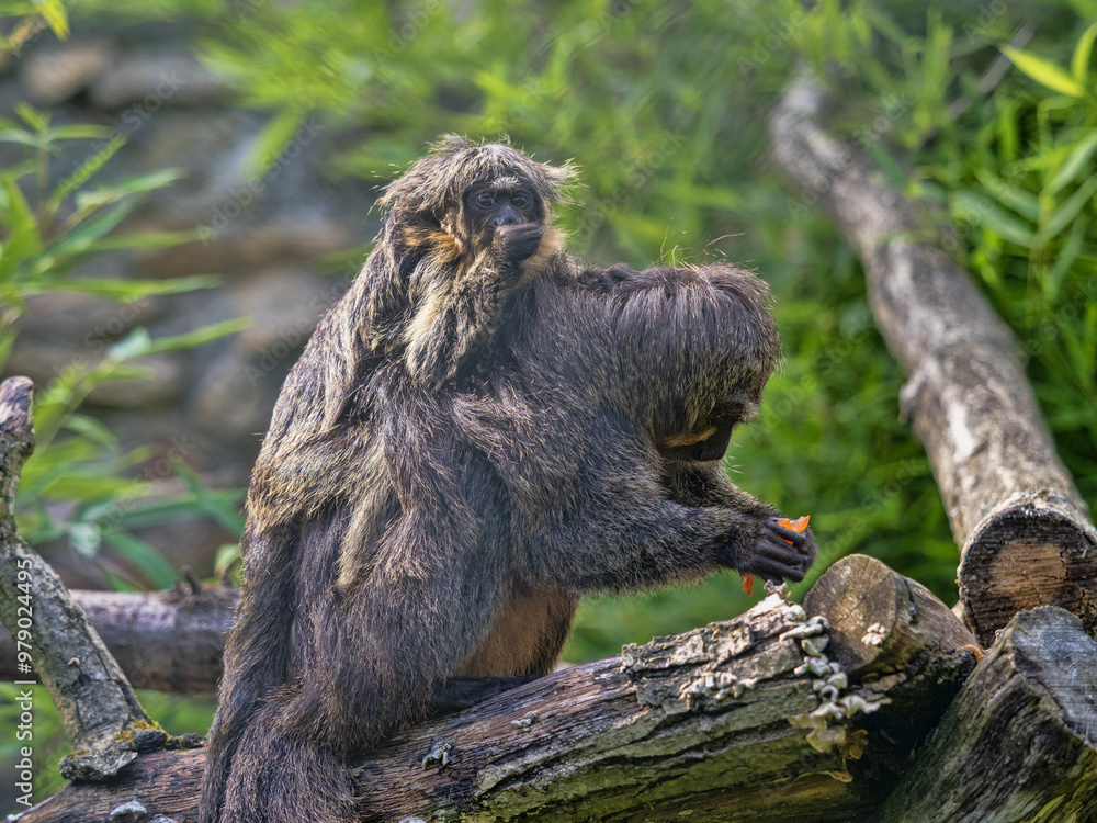 An female White-faced saki, Pithecia pithecia with a young one on her back.