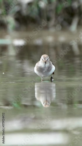 Temminck's Stint foraging in the marsh and enjoying food.