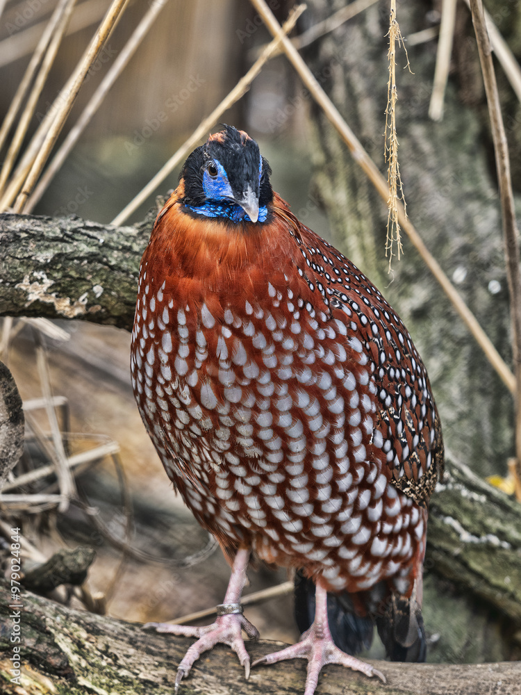 A male Tragopan temminckii, Temminckii´s Tragopan, stands on a branch and looks around.