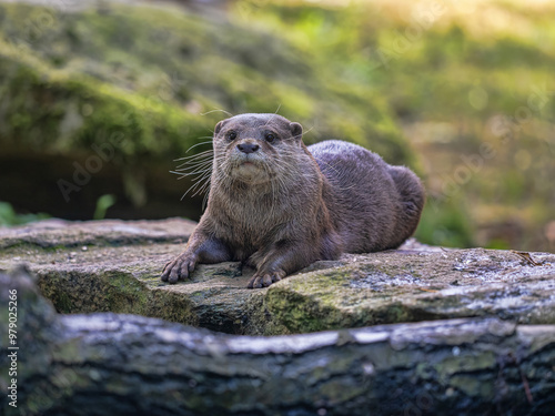 Obraz na płótnie Oriental small-clawed otter Amblonyx cinerea lies on the shore and looks out. w salonie
