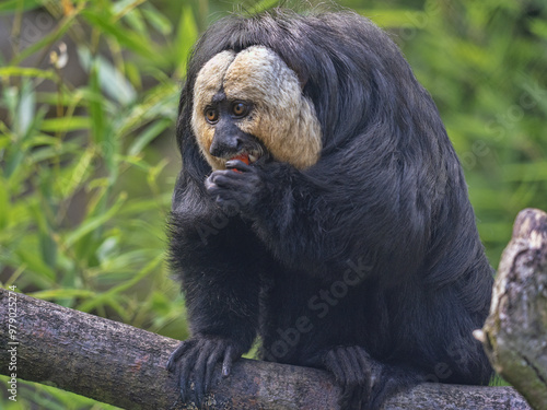 Obraz na płótnie An adult male White-faced saki, Pithecia pithecia eats the red fruit. w salonie