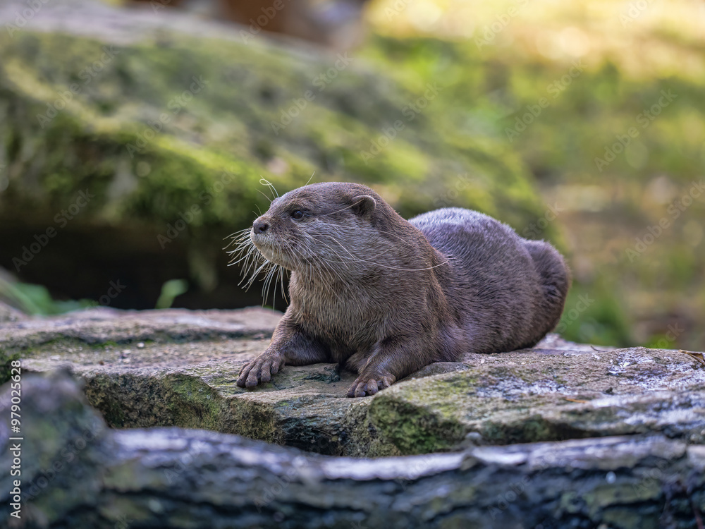 Oriental small-clawed otter Amblonyx cinerea lies on the shore and looks out.