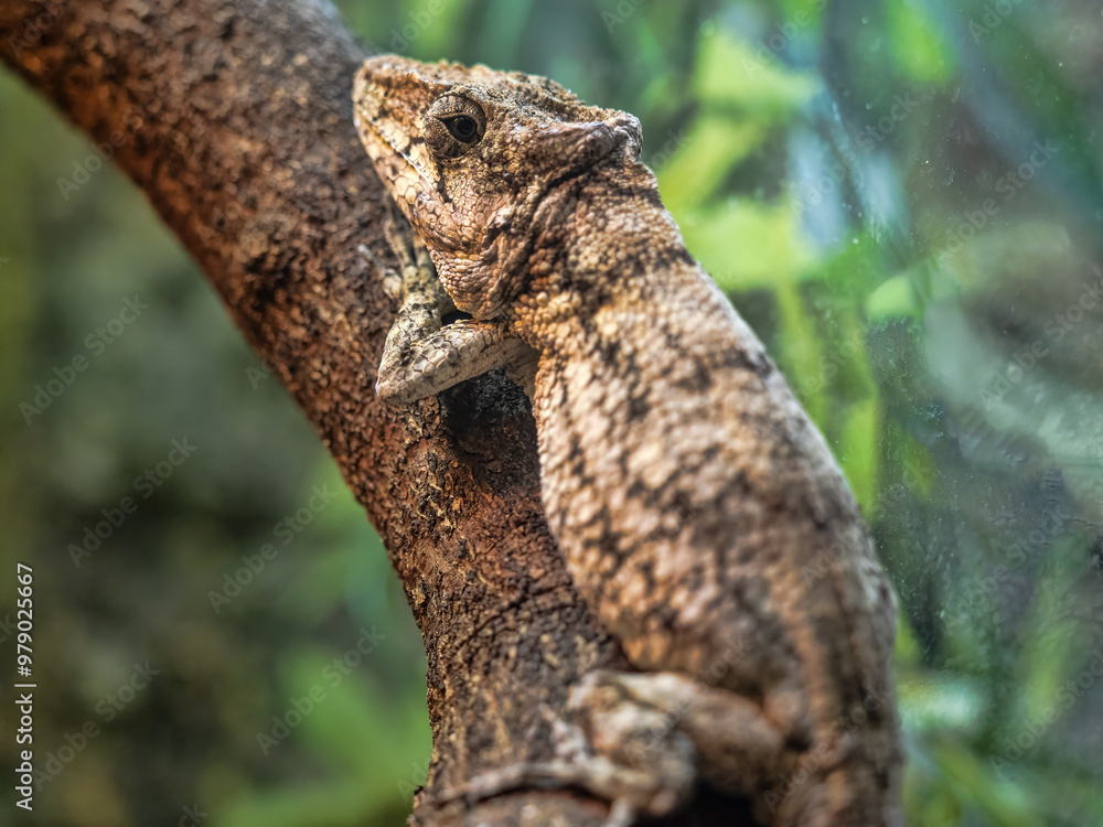 Western Bearded Anole, Chameleolis barbatus, rests on a branch and observes the surroundings.