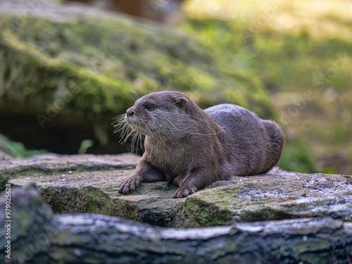 Obraz na płótnie Oriental small-clawed otter Amblonyx cinerea lies on the shore and looks out. w salonie