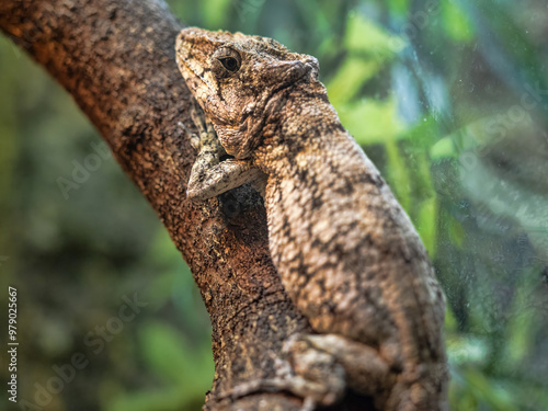 Western Bearded Anole, Chameleolis barbatus, rests on a branch and observes the surroundings. photo