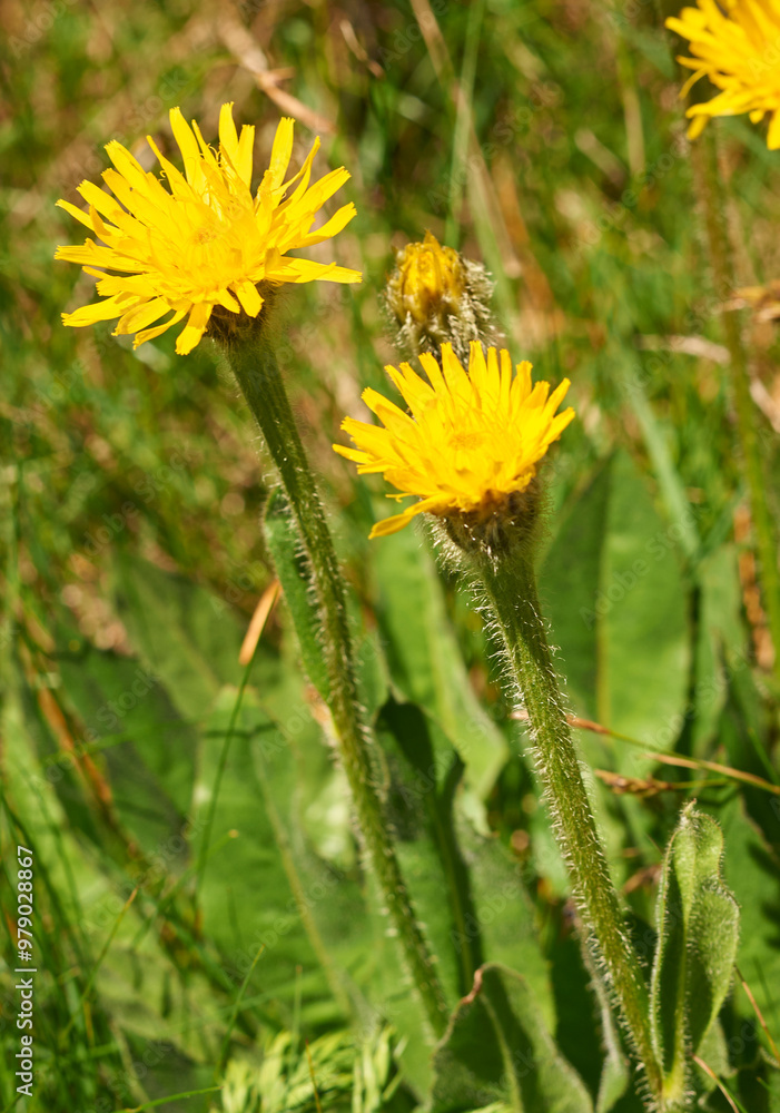 yellow dandelion flower, dandelion flower in garden yellow dandelion flower, dandelion flower in garden