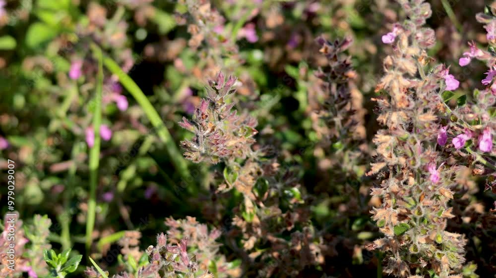 Flowering Gamander in East Sussex Flowering Gamander in East Sussex
