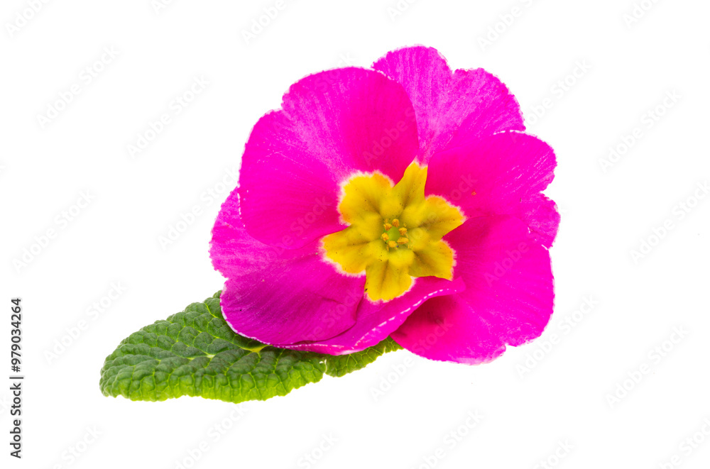 Obraz premium primrose isolated