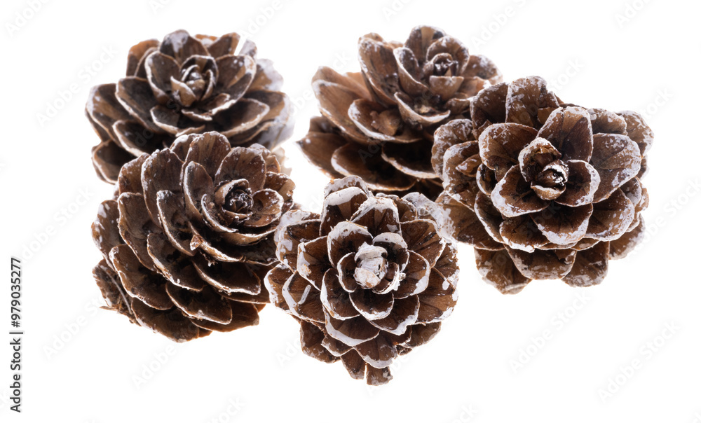 small pine cones isolated small pine cones isolated