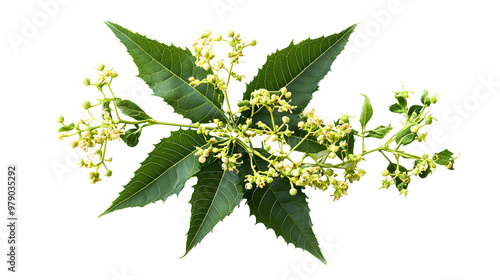 Herb neem leaves and fresh neem flowers isolated on white background.