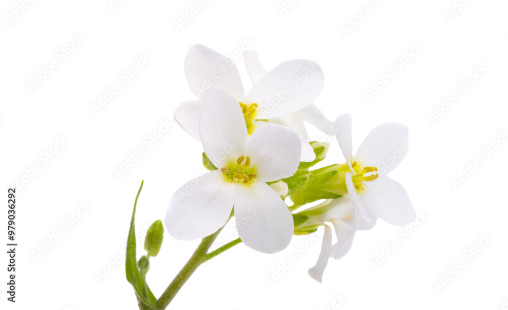 Fototapeta premium Cress alpine isolated