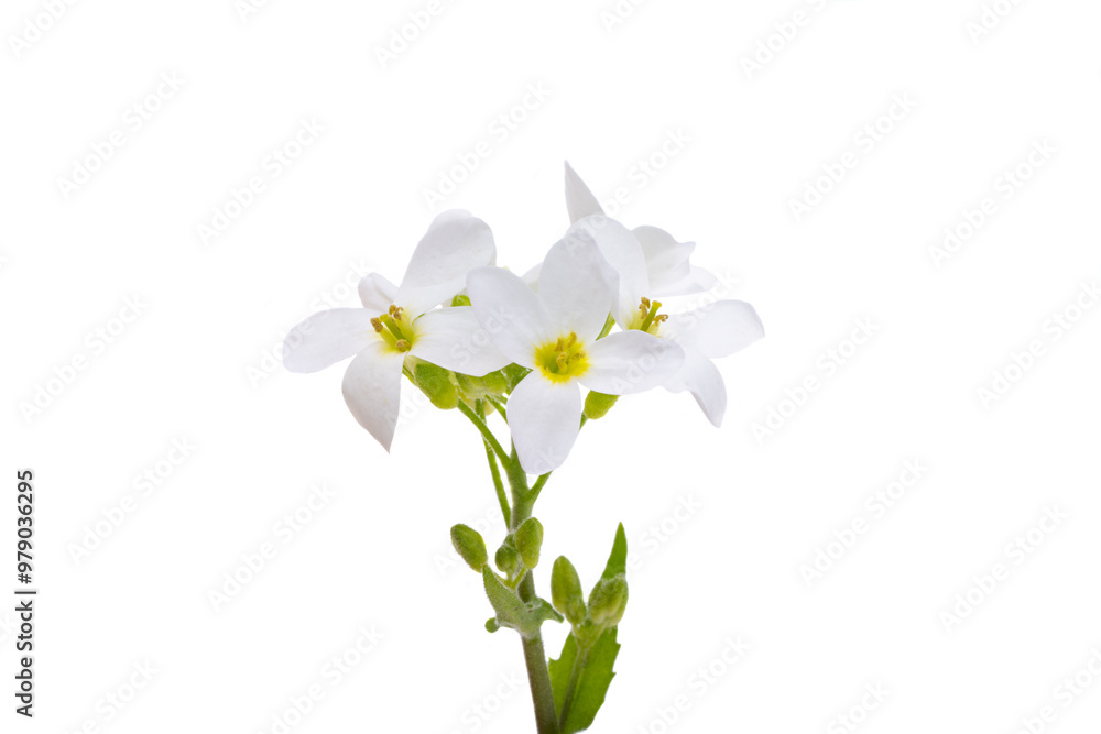 Obraz premium Cress alpine isolated