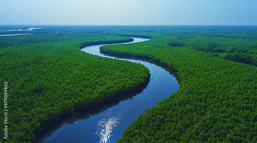 An aerial view of a winding river flowing through a lush green mangrove forest. An aerial view of a winding river flowing through a lush green mangrove forest.
