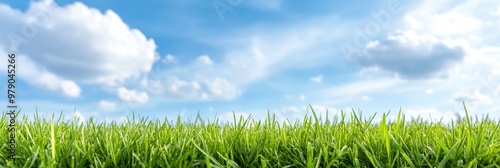 Gorgeous natural beautiful view of a blue sky with clouds in the horizon set against a green field of mowed grass. A lush green grass on a beautiful summer's day.
