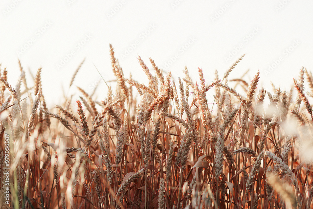 Fototapeta premium grass in the morning