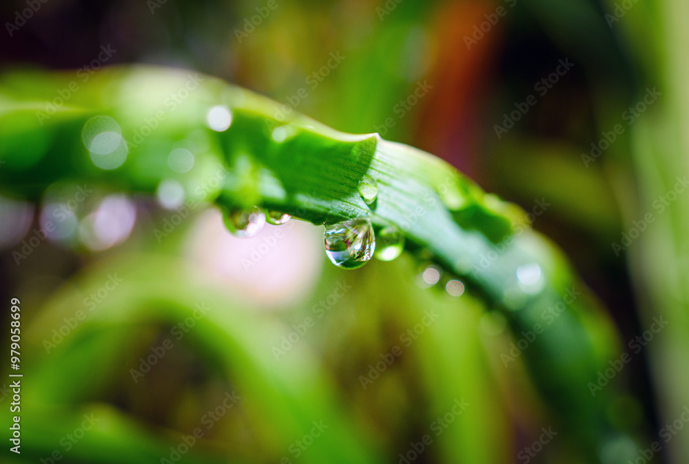 Macro image of water droplets on green leaves, close-up of rainy season drops rainwater on the grass Macro image of water droplets on green leaves, close-up of rainy season drops rainwater on the grass