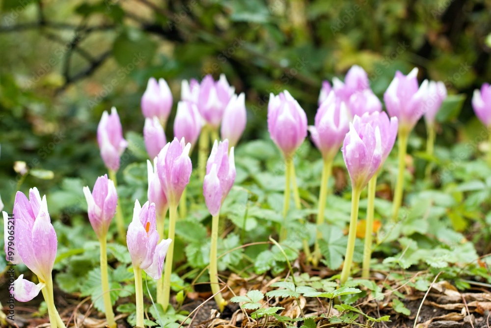 Fototapeta premium Lilac flowers of the bulbous perennial Colchicum autumnale after the rain. In early autumn only autumn crocus flowers appear, the undergrowth is made up of wild strawberries...