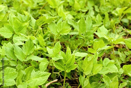 Aegopodium podagraria, commonly called ground elder or bishop´s weed as natural background. It is used as food and in traditional medicine for painful joints.