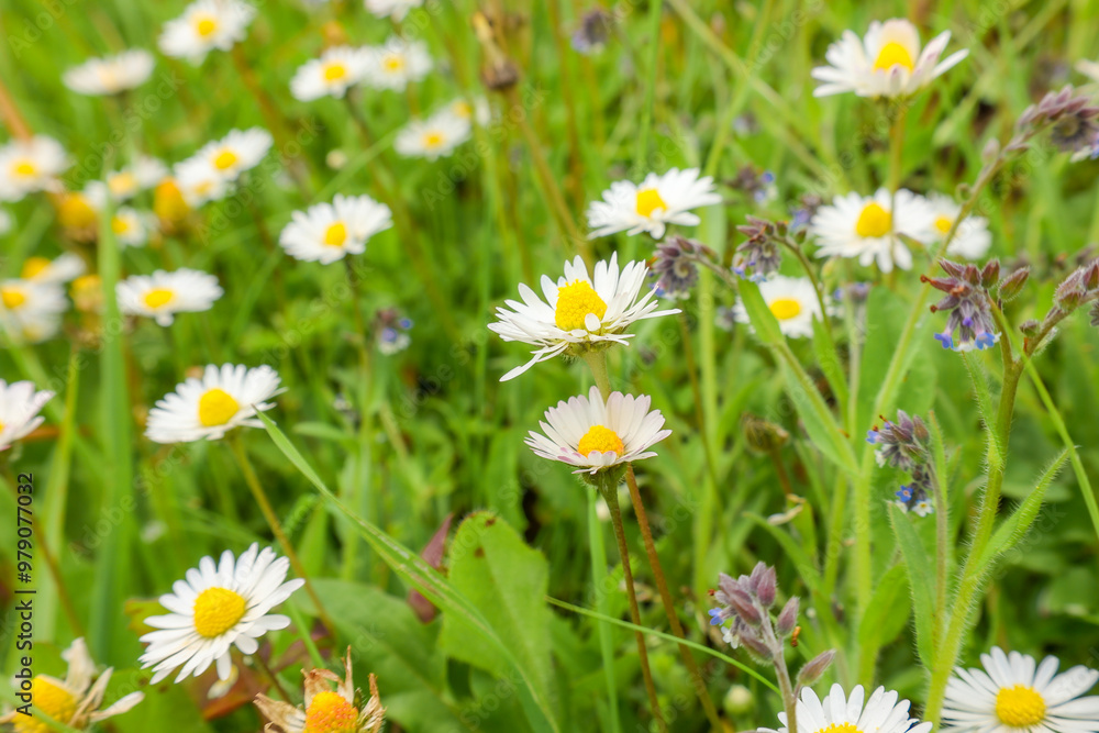 daisies in the grass daisies in the grass