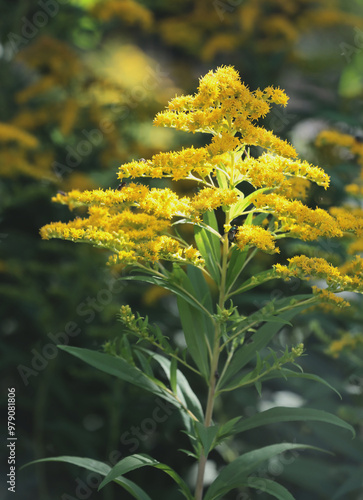 yellow inflorescences small flowers of Solidago Canadensis invasive plant in august  photo