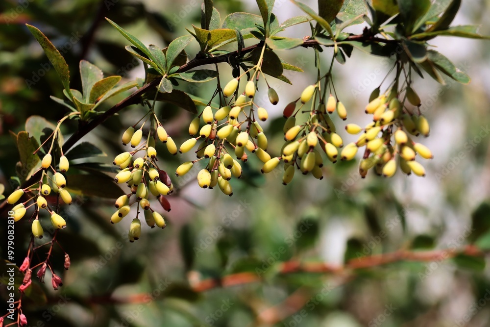 clusters of flowers and growing berries -Berberis coreana bush clusters of flowers and growing berries -Berberis coreana bush