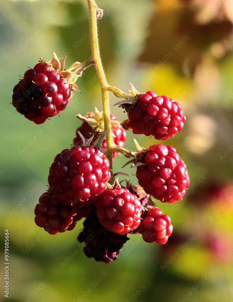 growing berries of black berry wild bush in forest close up growing berries of black berry wild bush in forest close up
