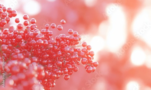 The image shows a cluster of spherical-shaped cocci bacteria in a 3D manner. Gram-positive cocci cells. Antibiotic-resistant infections, rheumatic fever diseases. Staphylococcus, streptococcus,