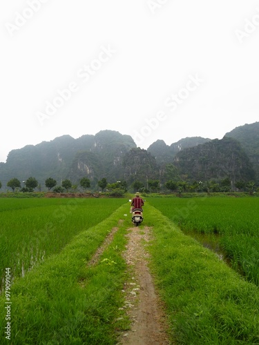 Vietnamese in a motorbike crossing rice fields