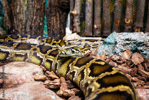 Serpente Pitone a Riposo photo