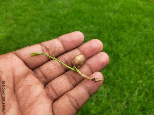 Polyalthia longifolia tree sprout. Its other names false ashoka, Monoon longifolium. This is an Asian small tree species in the family Annonaceae. It is native to southern India and Sri Lanka.