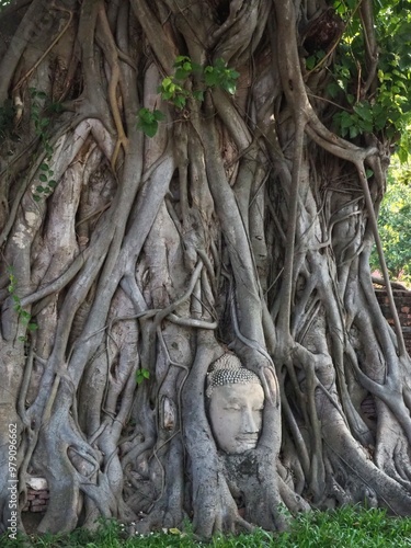 buda face sorrounded by tree roots photo