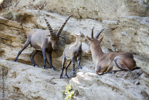 Stambecco su Roccia photo