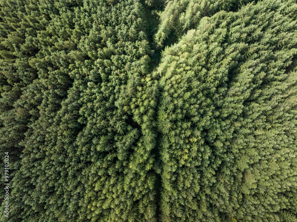 Aerial view of lush green forest with treetops and beautiful landscape, Bridge of Orchy, Scotland. Aerial view of lush green forest with treetops and beautiful landscape, Bridge of Orchy, Scotland.